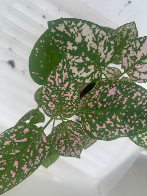 are polka dot plants good for terrariums Rooted Polka Dot Plants for Fairy Garden or Terrariums – UniqueMartandHome