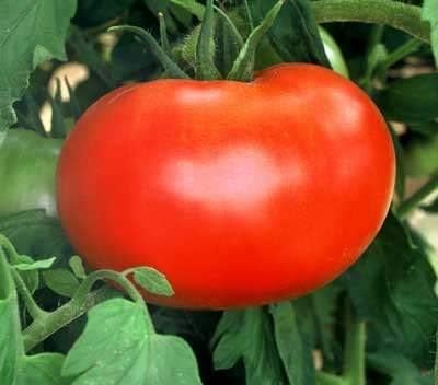 2 Tomato Plants Live Plants  4"-8" Tall in 4 Inch Pots