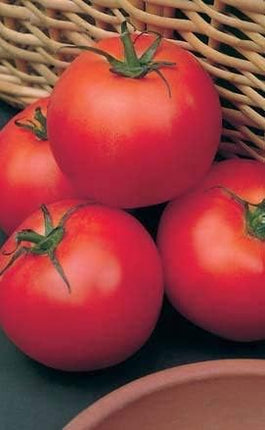 2 Tomato Plants Live Plants  4"-8" Tall in 4 Inch Pots