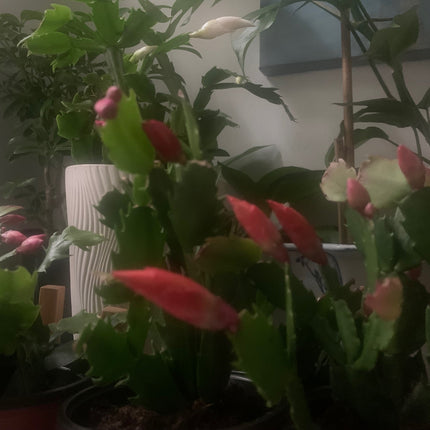 聖誕節裝飾品節日禮物活體植物紅色仙人掌室內植物家居裝飾