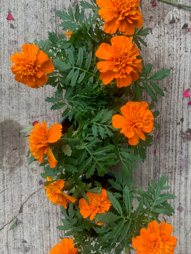 Rooted Orange Marigold planted in pot or basket outdoor any space
