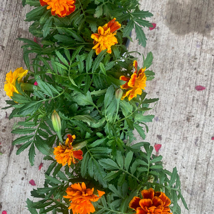 Rooted Mixed Marigold planted in pot or basket outdoor any space