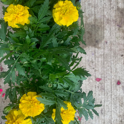 Rooted Mixed Marigold planted in pot or basket outdoor any space