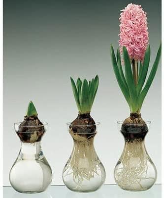 Hyacinth 1 plant Assorted Colors  in a 4 inch Grower Pot Bloom in Mid Spring Cut FLower Indoor