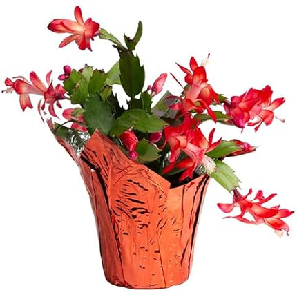 聖誕節裝飾品節日禮物活體植物仙人掌粉紅室內植物家居裝飾