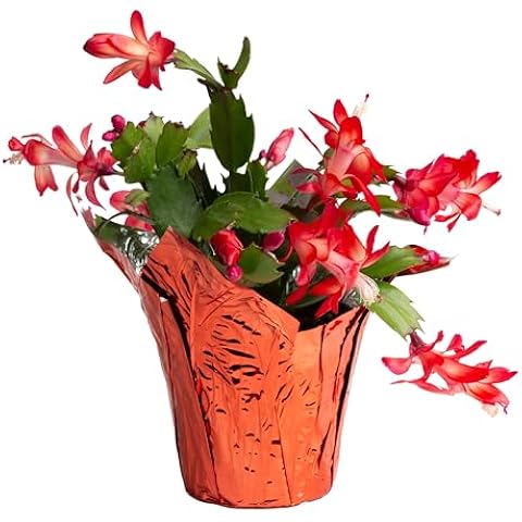Christmas Decorations Holiday Gift Live plants Red White Pink Cactus  indoor plant home Decor