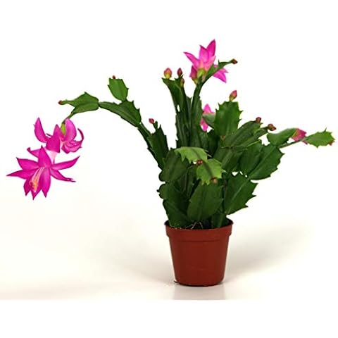 Christmas Decorations Holiday Gift Live plants Cactus Pink indoor plant home Decor