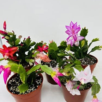 聖誕裝飾套裝節日禮物活體植物仙人掌白色和紅色室內植物家居裝飾