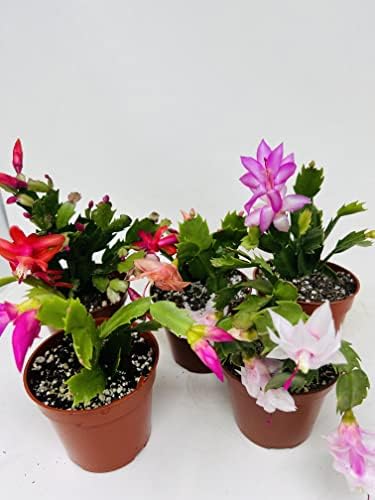 Christmas Decorations Bundles Holiday Gift Live plants Cactus White and Red indoor plant home Decor