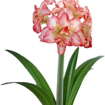 易於種植的朱頂紅「雙瓣」球莖（1 包）－大型紅白雙瓣花，適合節慶室內外花園