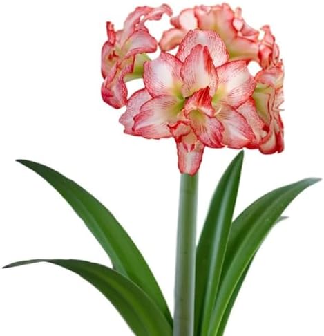 Easy to Grow Amaryllis 'Double Record' Plant Bulb (1 Pack) - Large Red & White Double Flowering Blooms for Holiday Indoors & Outdoor Gardens