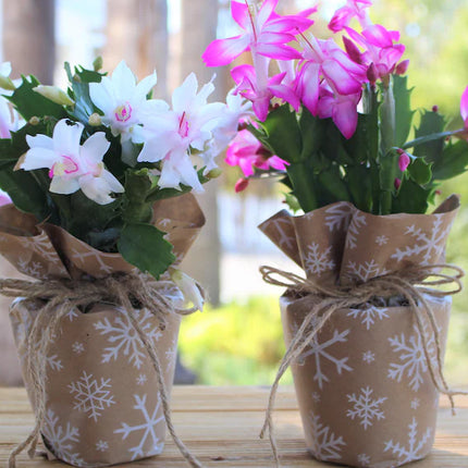 Rooted Pink Cactus Plants in pot Indoor Home Decoration and Gift