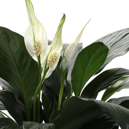 和平百合 - 活體植物