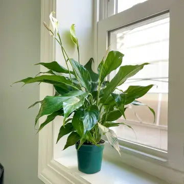 和平百合 - 活體植物