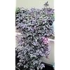 Tradescantia Zebrina Wandering Jew Purple in Basket