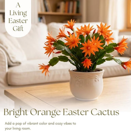 Pink Easter Cactus Plant Live Spring Succulent Plants for Easter and Mother day