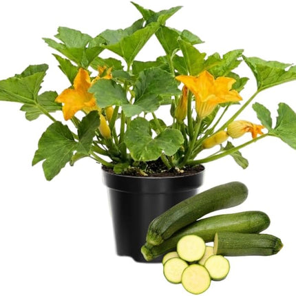 2 Squash Plants Live Plants  4"-8" Tall in 4 Inch Pots