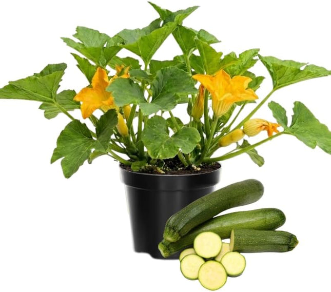 2 Squash Plants Live Plants  4"-8" Tall in 4 Inch Pots