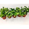 Bundles Indoor Plants Starter Planter plant