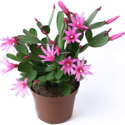 Pink Easter Cactus Plant Live Spring Succulent Plants for Easter and Mother day