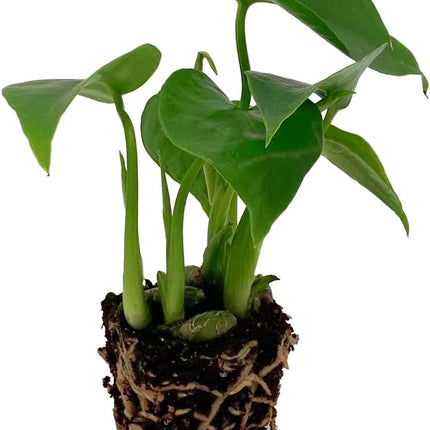 Monstera Deliciosa Floor Live Plant for Indoor or Outdoor Decoration