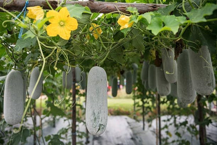 2 Winter Melon Plants Live Plants  4"-8" Tall in 4 Inch Pots