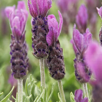 Lavender Plants Live Hardy Perennial Lavender for Garden and Landscape with Fragrant Purple Blooms