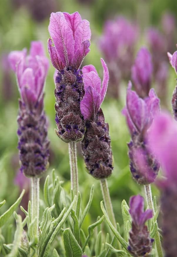 Lavender Plants Live Hardy Perennial Lavender for Garden and Landscape with Fragrant Purple Blooms