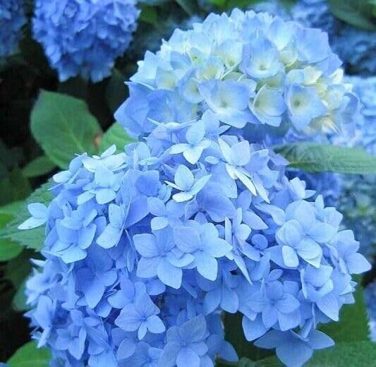 Blue Hydrangea Shrub - 6-18" Tall Live Plant Outdoor or Balcony