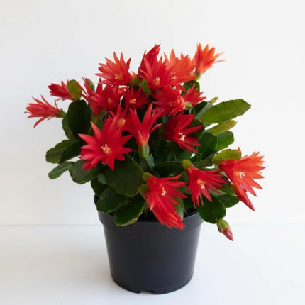 Pink Easter Cactus Plant Live Spring Succulent Plants for Easter and Mother day
