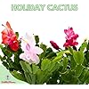 Bundles Indoor Plants Starter Planter plant