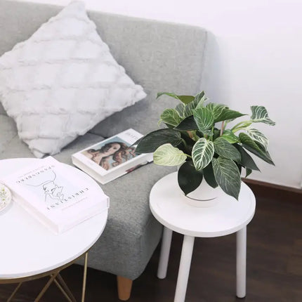 柏金蔓綠絨 - 活體室內植物 - 室內植物