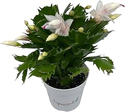 聖誕節裝飾品節日禮物活體植物紅色仙人掌室內植物家居裝飾