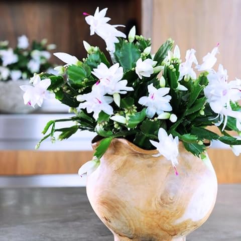 christmas plant pots indoor Christmas Decorations Holiday Gift Live plants Cactus White and Pink i – UniqueMartandHome