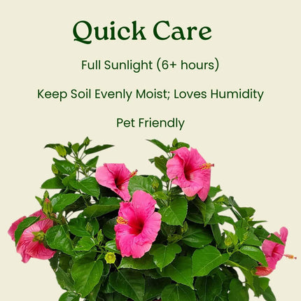 Pink Hibiscus Plant Ideal for Patios or Balconies Any Space For Spring and Summer