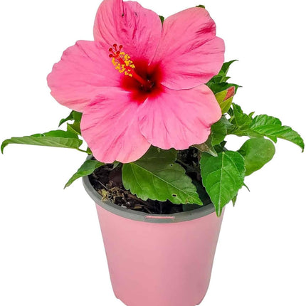 Pink Hibiscus Plant Ideal for Patios or Balconies Any Space For Spring and Summer