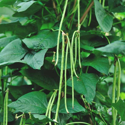 2 Yard Long Bean Plants Live Plants  4"-8" Tall in 4 Inch Pots
