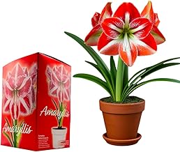 Perennial Flower Bulbs and Seeds