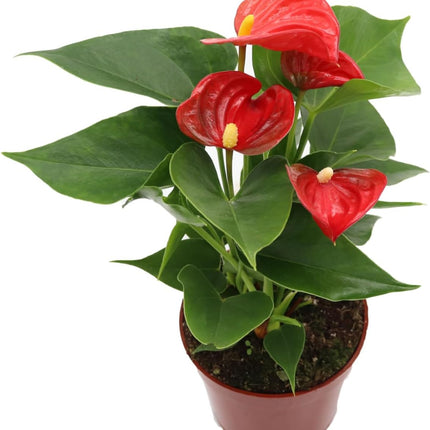 Red Anthurium Live Plant Unique House Plants in 4" Nursery Pot Air Purifying Plants Holiday Plants 8-14"