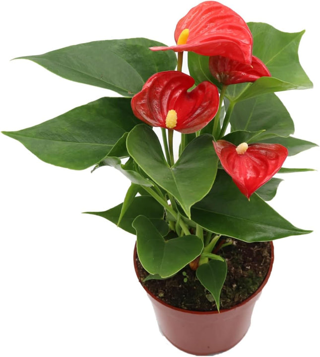 Red Anthurium Live Plant Unique House Plants in 4" Nursery Pot Air Purifying Plants Holiday Plants 8-14"