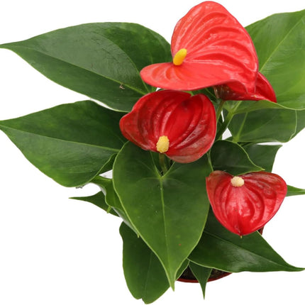 Red Anthurium Live Plant Unique House Plants in 4" Nursery Pot Air Purifying Plants Holiday Plants 8-14"