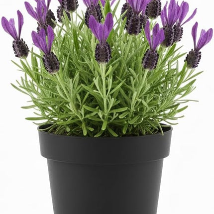Lavender Plants Live Hardy Perennial Lavender for Garden and Landscape with Fragrant Purple Blooms