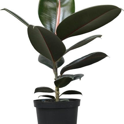 Burgundy Rubber Plant, 6 inch Pot, Live Indoor Ficus Elastica Tree up to 2 Foot Tall