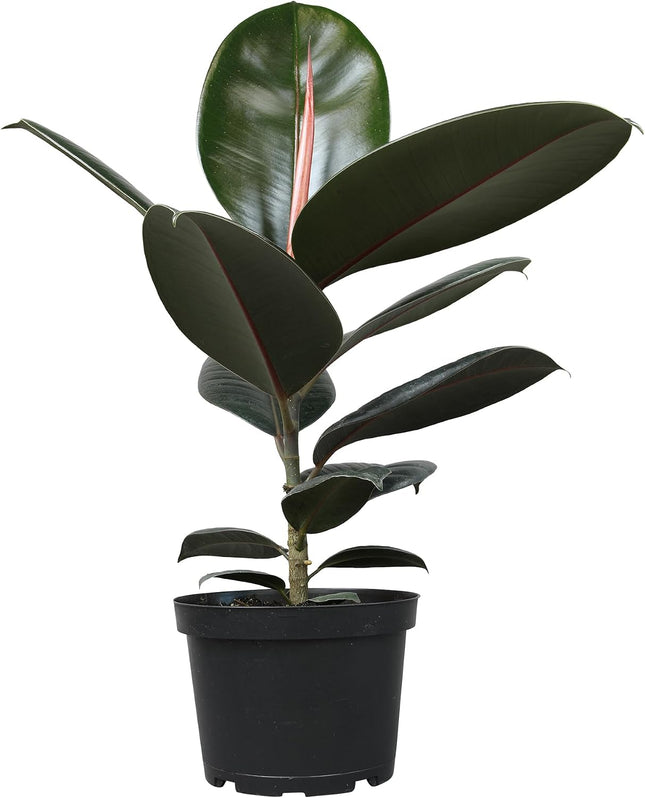 Burgundy Rubber Plant, 6 inch Pot, Live Indoor Ficus Elastica Tree up to 2 Foot Tall