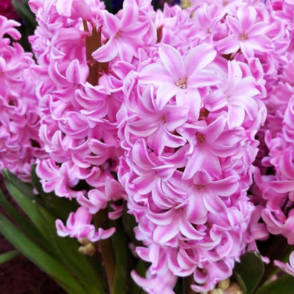 Hyacinth 1 plant Assorted Colors  in a 4 inch Grower Pot Bloom in Mid Spring Cut FLower Indoor