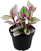 Tradescantia Zebrina Plant Indoor Plant Pink Stripe Multicolor