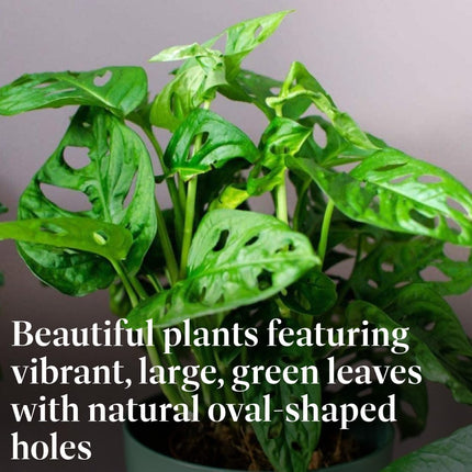 Monstera Live Swiss Cheese Vine Plant, Easy-Care Trailing Houseplant, Low-Maintenance Air-Purifying Greenery for Home, Office & Garden Décor