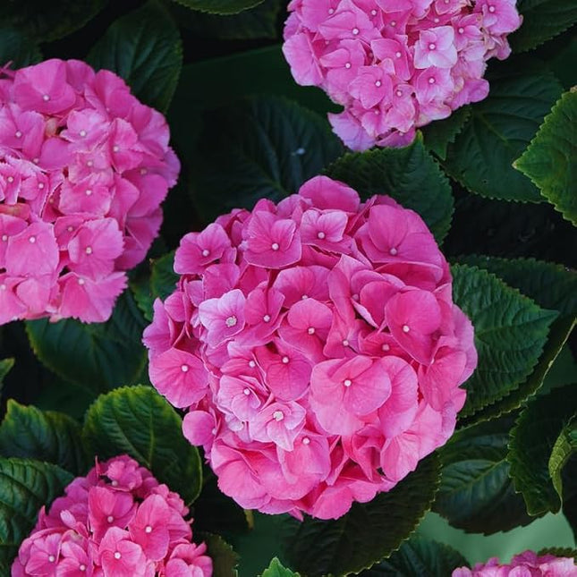 Pink Hydrangea Shrub - 6-18" Tall Live Plant Outdoor or Balcony