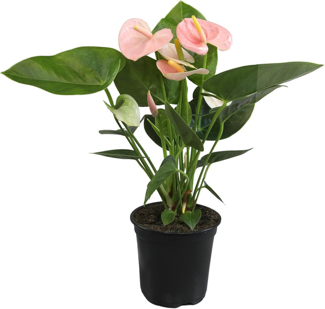 White Anthurium Live Plant Unique House Plants in 4" Nursery Pot Air Purifying Plants Holiday Plants 8-14"