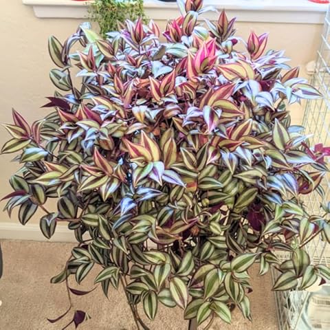 Tradescantia Zebrina Plant Indoor Plant Purple and Pink